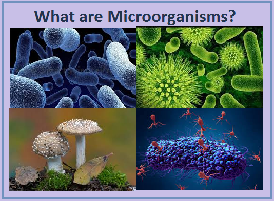role of microorganisms presentation